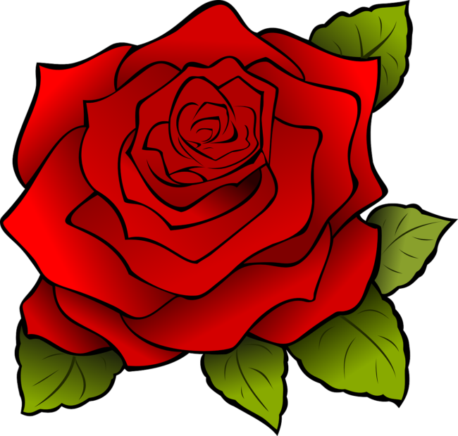 Schöne rose