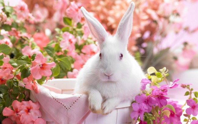 Weißes Kaninchen im Blumenkorb als Osterhase Hintergrundbild